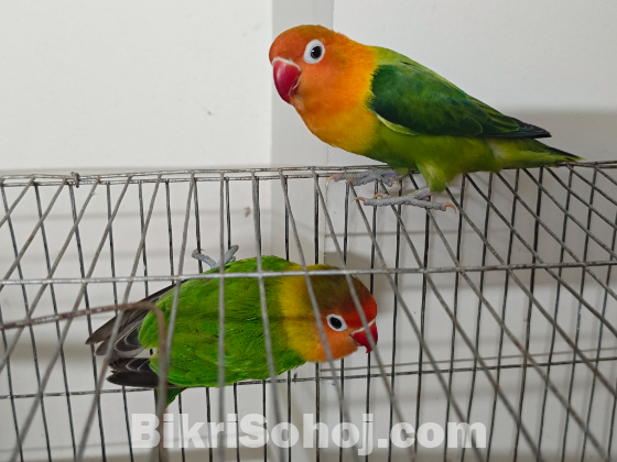 Love bird pair